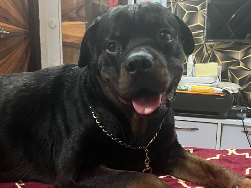 Rottweiler 3 years 4 months old male large named Zoro for breeding in Delhi Division, Delhi | Petmeetly