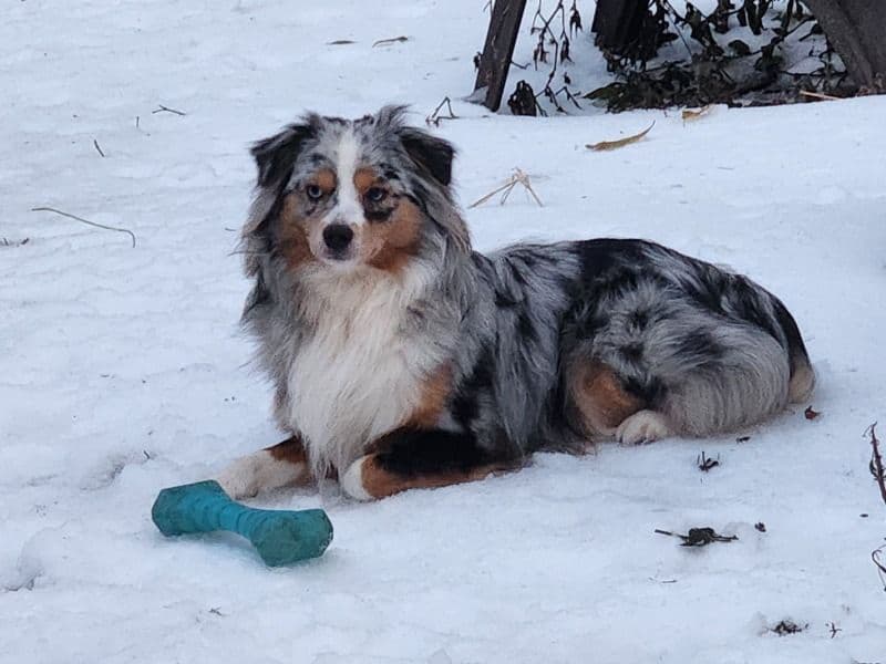 Miniature American Shepherd 1 year 9 months old male small named Atreyu for breeding in Leon County, Florida | Petmeetly