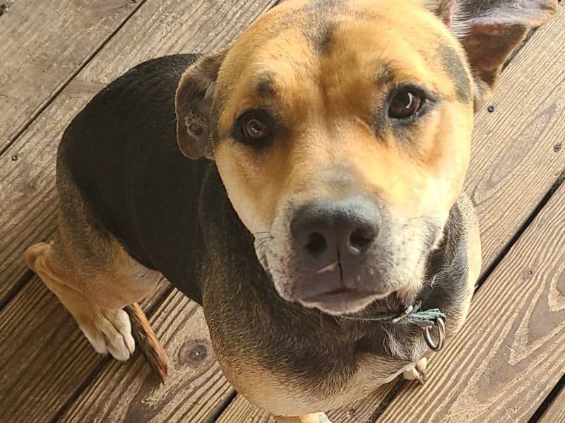 American PitBull Terrier 4 years 3 months old female medium named Athena for adoption in Harris County, Texas | Petmeetly
