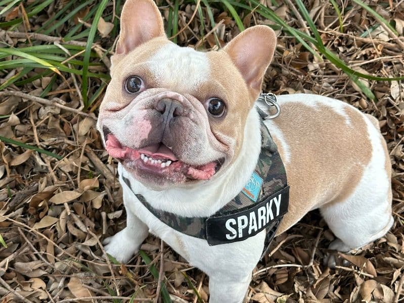 French Bulldog 2 years 5 months old male medium named Sparky for breeding in Brisbane City, Queensland | Petmeetly