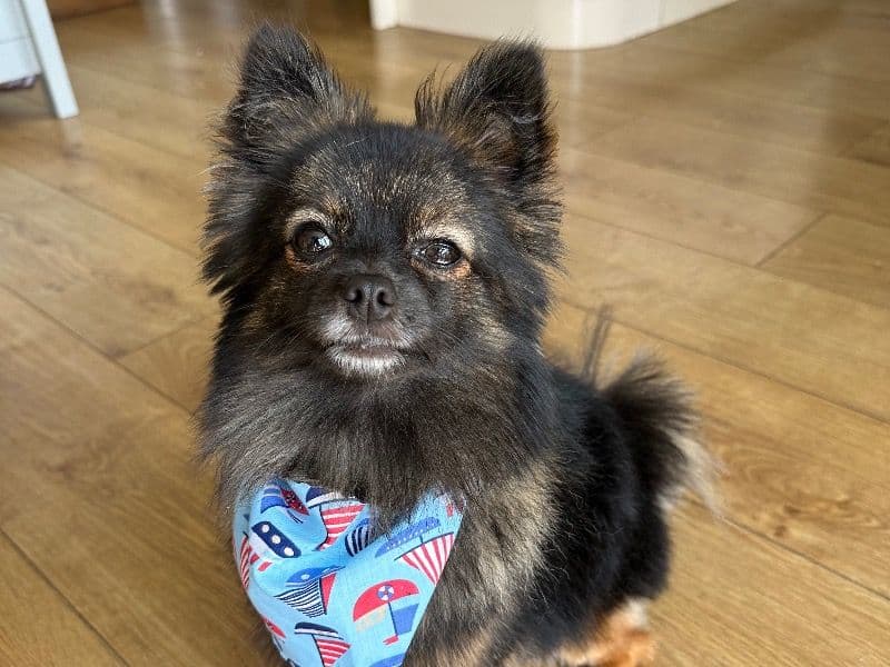 Pomchi 3 years 7 months old male small named Arlo for breeding in Nottinghamshire, England | Petmeetly