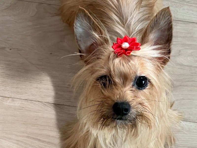 Yorkshire Terrier 2 years old female small named Lady for sale in Kings County, New York | Petmeetly