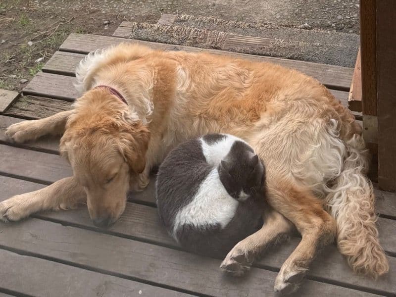 English Golden Retriever 1 year 5 months old female large named Luna for breeding in Cowlitz County, Washington | Petmeetly