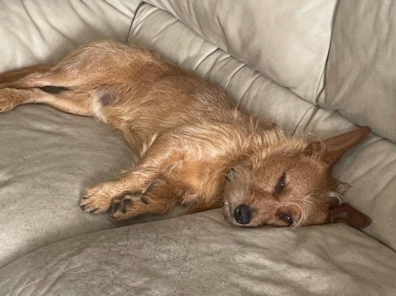 Toy Fox Terrier 9 months old male medium named Max for breeding in Broward County, Florida | Petmeetly