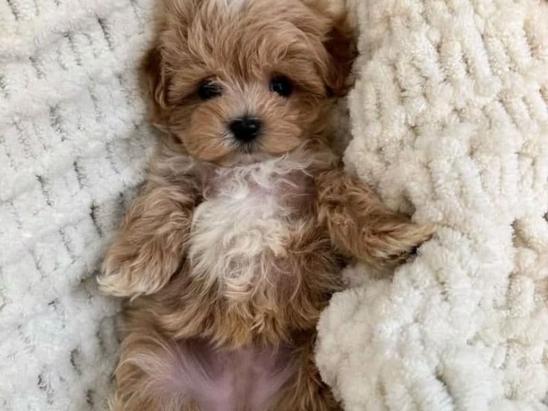 Toy Poodle 6 months old male small named Jessy for adoption in Galveston County, Texas | Petmeetly