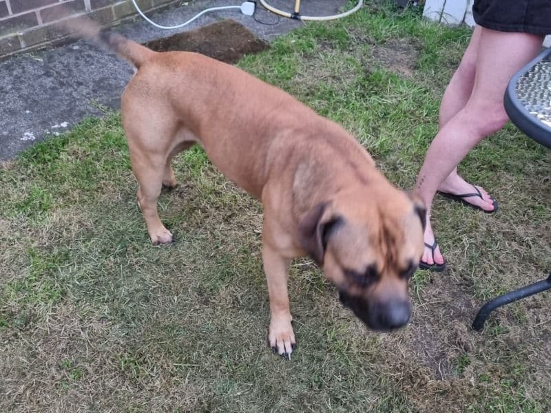 Bullmastiff 3 years 6 months old male large named Tyson for breeding in Greater Manchester, England | Petmeetly