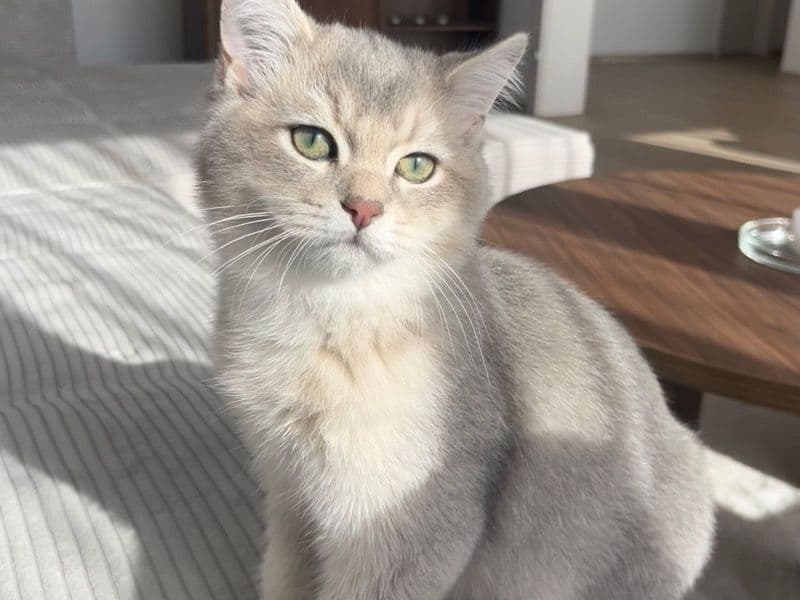 British Shorthair 5 months old male named Mokka for breeding in Arnsberg, Nordrhein-Westfalen | Petmeetly