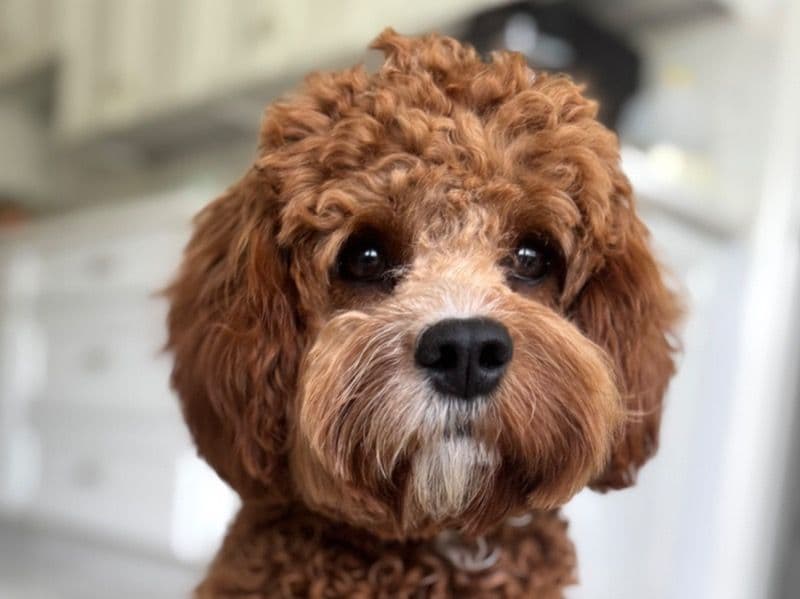Cavapoo (Cavadoodle) 125 years 2 months old male medium named Toby for breeding in Palm Beach County, Florida | Petmeetly