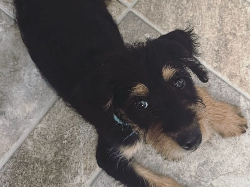 Mini Labradoodle 5 months old male medium named Theo for sale in Stark County, Ohio | Petmeetly