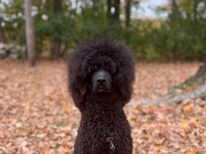 Standard Poodle 9 months old male medium named Gryffindor for breeding in New London County, Connecticut | Petmeetly