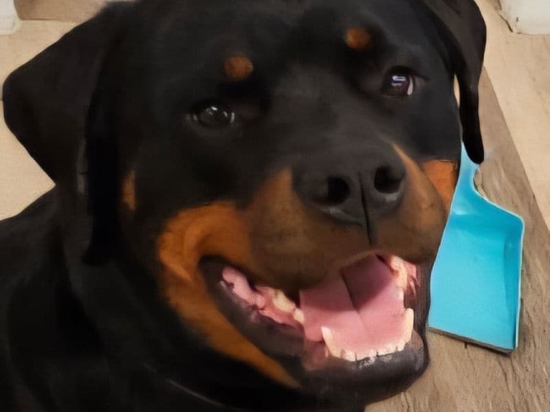 Rottweiler 4 years 7 months old female extra large named Raven for breeding in Baltimore, Maryland | Petmeetly