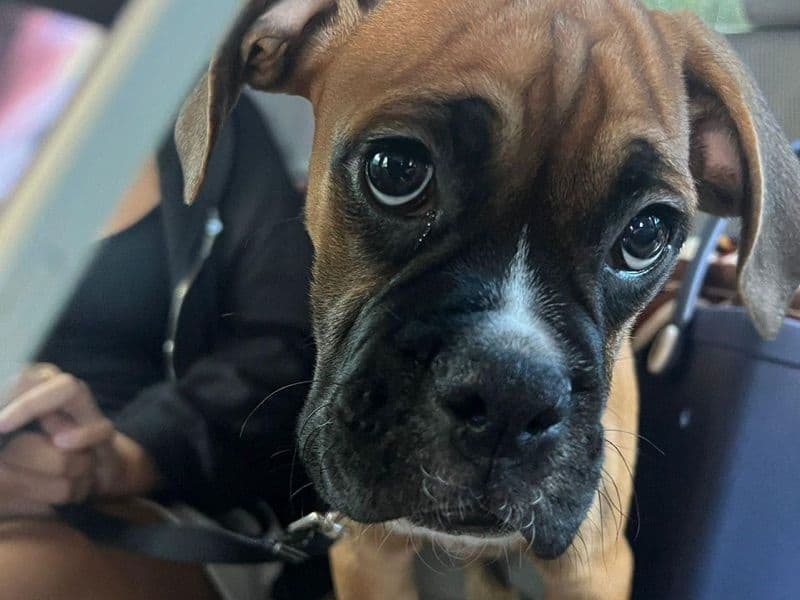 Milo - Boxer | Petmeetly