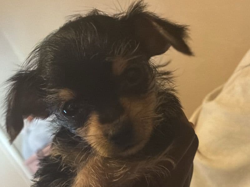 Chorkie 5 months old male small named No Name . for sale in Dallas County, Texas | Petmeetly