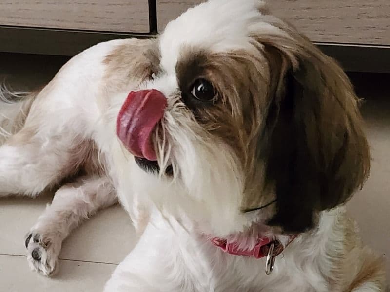 Shih Tzu 1 year 8 months old female medium named April for breeding in Bangalore Division, Karnataka | Petmeetly