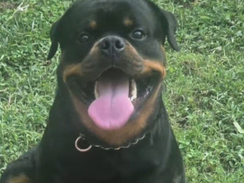 German Rottweiler 2 years old male large named Rambo for breeding in Baltimore, Maryland | Petmeetly