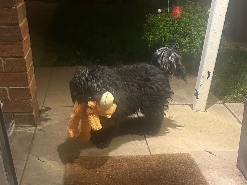 Cockapoo 5 years 4 months old male small named Alfie for breeding in West Midlands, England | Petmeetly