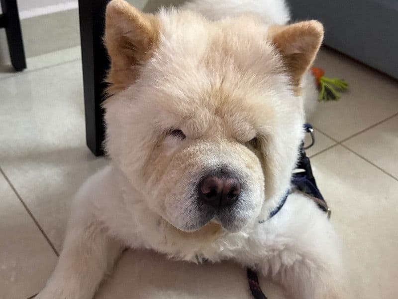 Chow Chow 2 years 4 months old male medium named Chelsea for breeding in Hyderabad, Telangana | Petmeetly