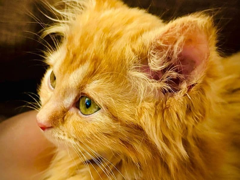 Siberian 1 year old female named Pumpkin for breeding in Regional Municipality of Peel, Ontario | Petmeetly