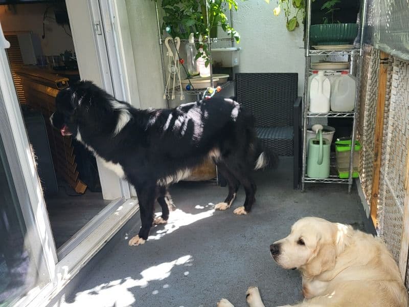 German Shepherd 1 year 7 months old male large named Oreo for breeding in Norfolk County, Massachusetts | Petmeetly