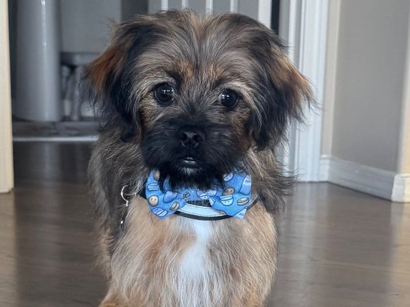 Shorkie 10 months old male small named Cabo for breeding in Pierce County, Washington | Petmeetly