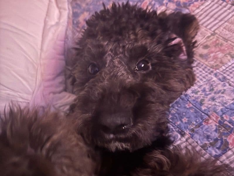 Luna - Poodle | Petmeetly