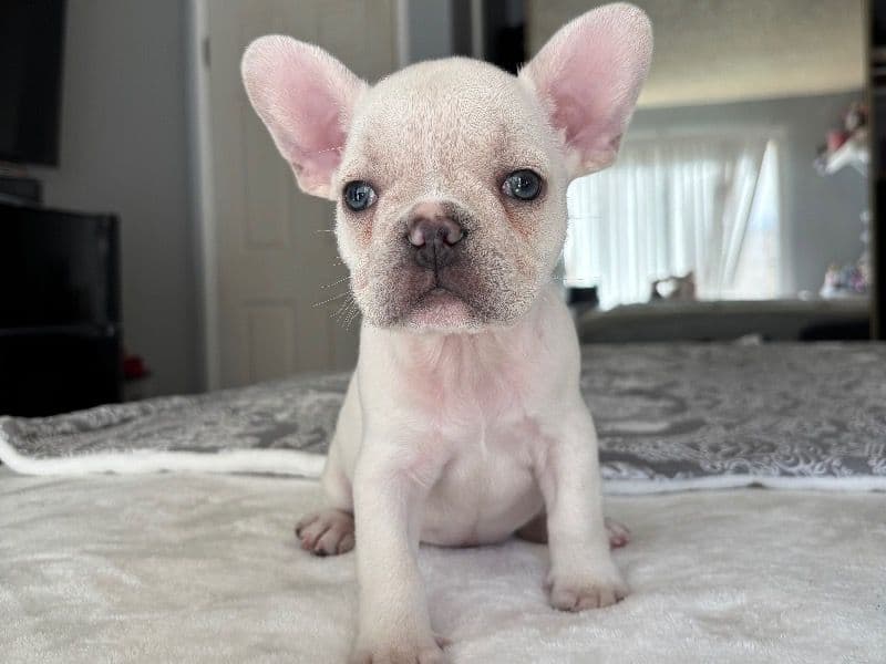 French Bulldog 2 months old male small named Jr for sale in Los Angeles County, California | Petmeetly