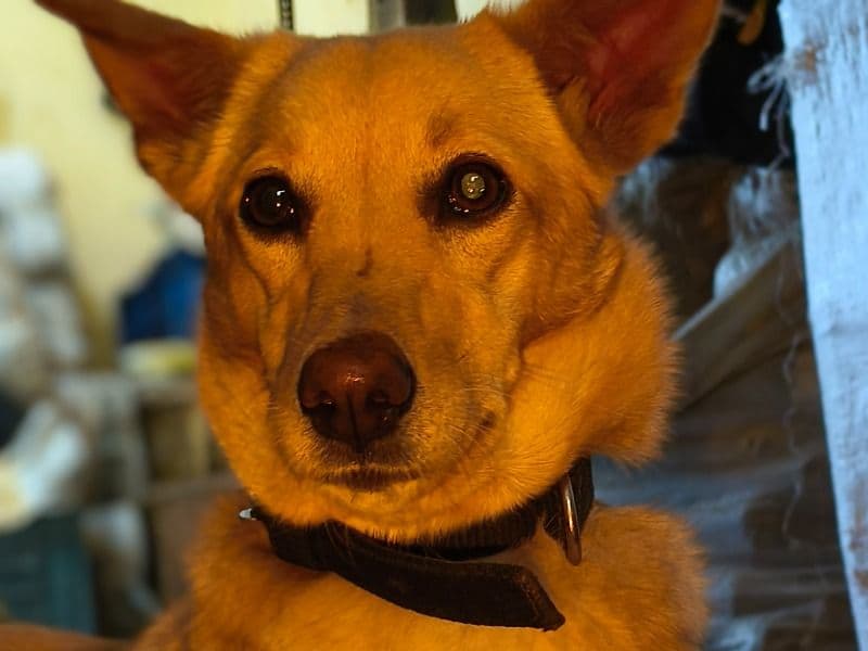 Indian Pariah Dog 1 year 7 months old female medium named Julie for breeding in Konkan Division, Maharashtra | Petmeetly