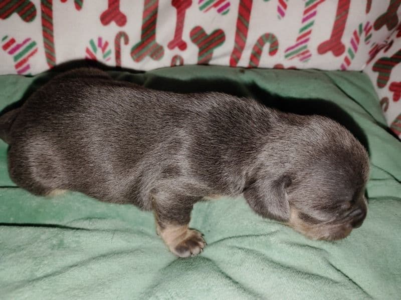 Frenchie Pug (Frug) 1 month old female small named Jasmine for sale in Deschutes County, Oregon | Petmeetly