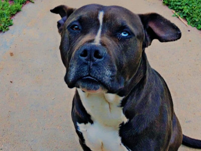 American PitBull Terrier 6 years old male large named Azul for breeding in Clayton County, Georgia | Petmeetly