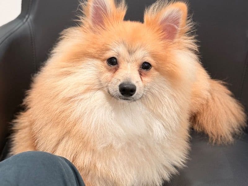 Pomeranian 7 months old male small named Gnasher for breeding in Greater Manchester, England | Petmeetly