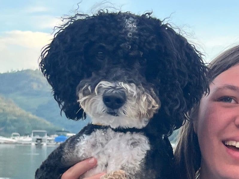 Bernedoodle 1 year 10 months old female medium named Maple for breeding in Kootenai County, Idaho | Petmeetly