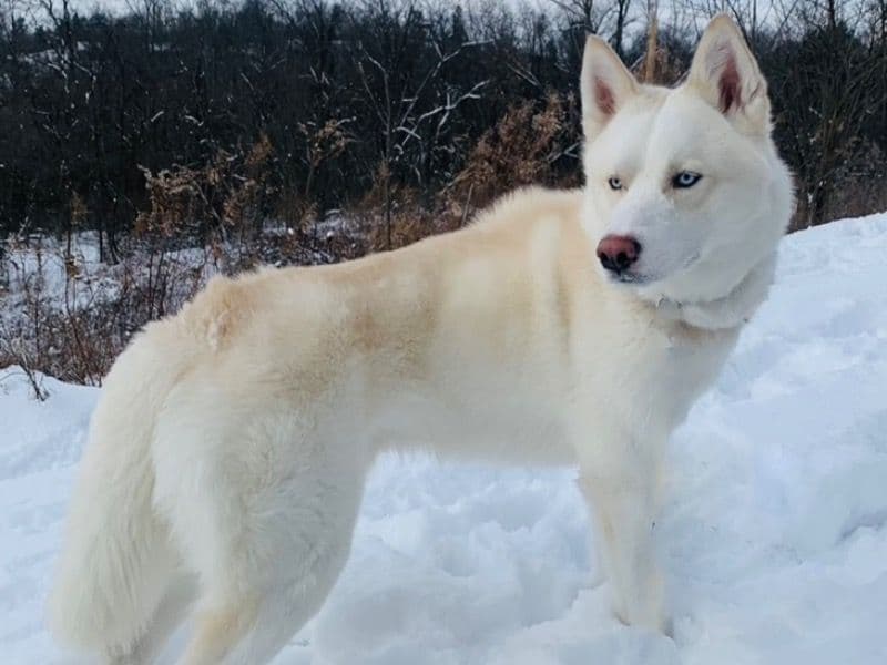Siberian Husky 3 years old male medium named Liam for breeding in Washington County, Pennsylvania | Petmeetly