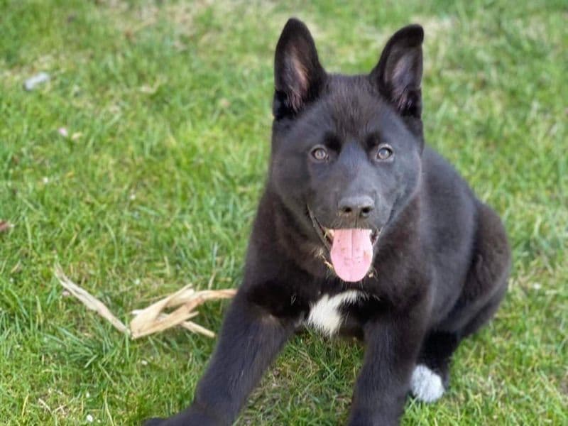 Work/sport Prospects (gsd/husky Mix) - German Shepherd | Petmeetly