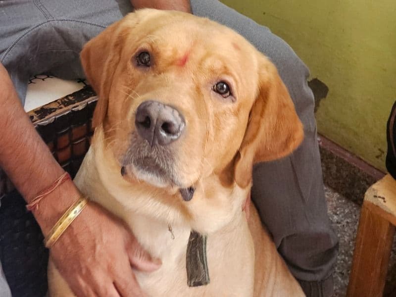 Labrador Retriever 2 years 8 months old male large named Oscar for breeding in Delhi Division, Delhi | Petmeetly