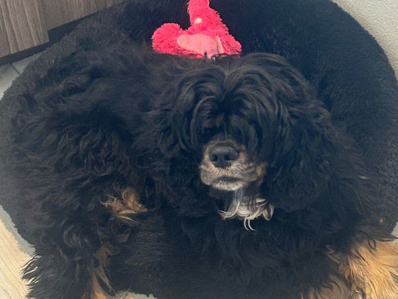 American Cocker Spaniel 3 years 8 months old female small named Cola for breeding in Santa Clara County, California | Petmeetly