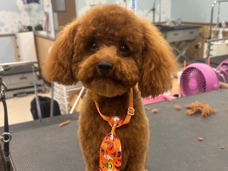 Winston Red primary photo