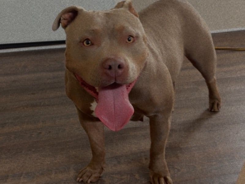 Pocket Bully 2 years 4 months old female medium named Echo for breeding in McKenzie County, North Dakota | Petmeetly