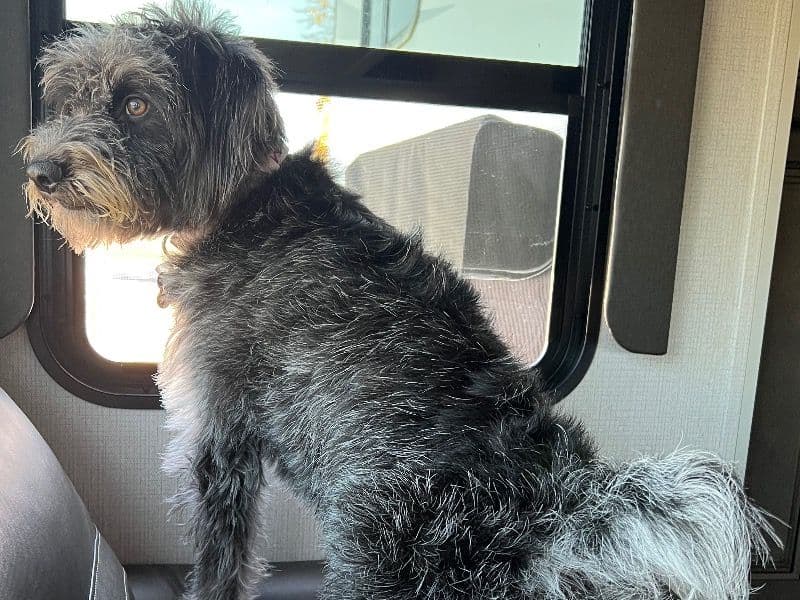 Australian Cattle Dog 2 years 6 months old female medium named Harper for breeding in Weld County, Colorado | Petmeetly