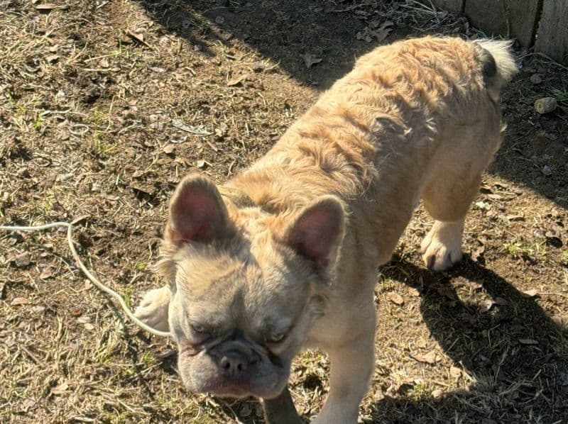 Trouble primary photo