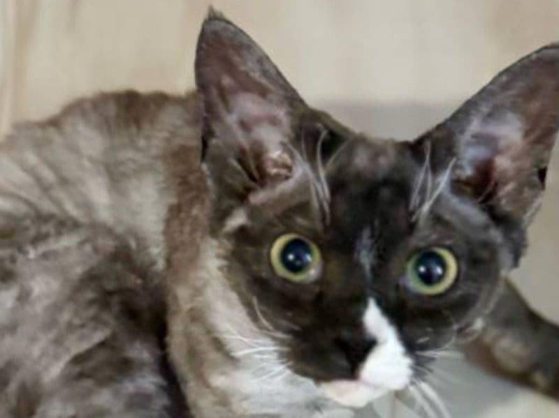 Charles primary photo