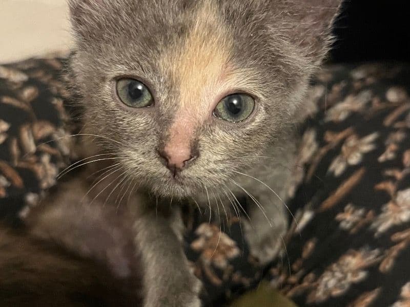 Tortoiseshell cat 1 year old female named Gracie for sale in Lexington County, South Carolina | Petmeetly