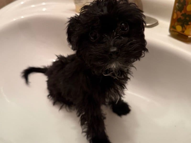 Toy Poodle 2 months old male small named Tiny for sale in Anchorage Municipality, Alaska | Petmeetly