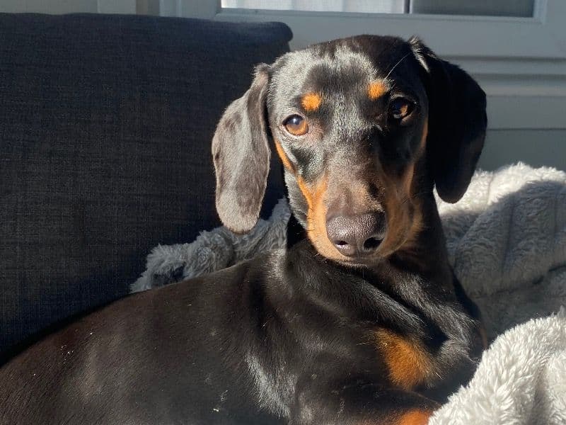 Miniature Dachshund 1 year 5 months old male small named Siggi for breeding in City of Gold Coast, Queensland | Petmeetly