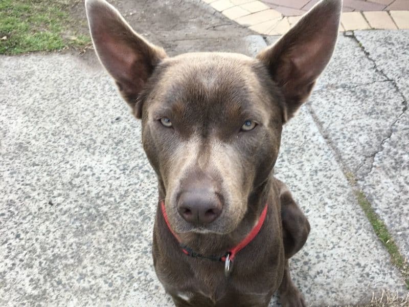 Australian Kelpie 9 years 7 months old male large named Beau for breeding in Northern Beaches Council, New South Wales | Petmeetly