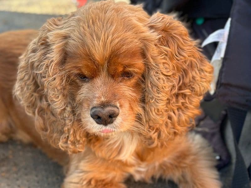 Cooper primary photo