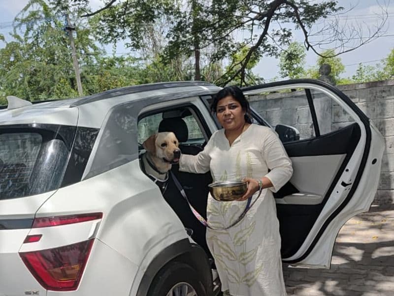 English Labrador Retriever 2 years 6 months old male medium named Charlie for breeding in Chennai, Tamil Nadu | Petmeetly