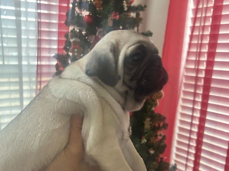 Pug 1 month old male small named Puppies for sale in Rutherford County, Tennessee | Petmeetly