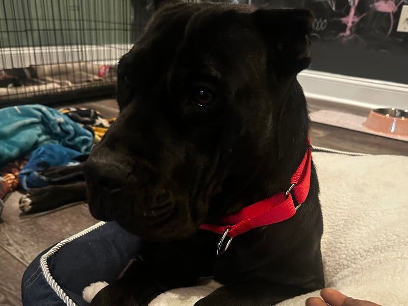 Cane Corso 3 years old female large named Kola for adoption in McDonough, Georgia | Petmeetly