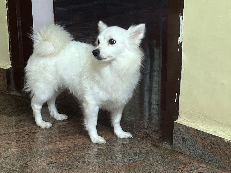 Pomchi 6 years 2 months old female medium named Snowy for breeding in Anantapur, Andhra Pradesh | Petmeetly