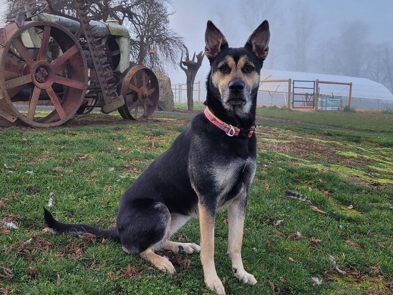 Husky 4 years 1 month old female large named Ruby for breeding in Corman Park No. 344, Saskatchewan | Petmeetly